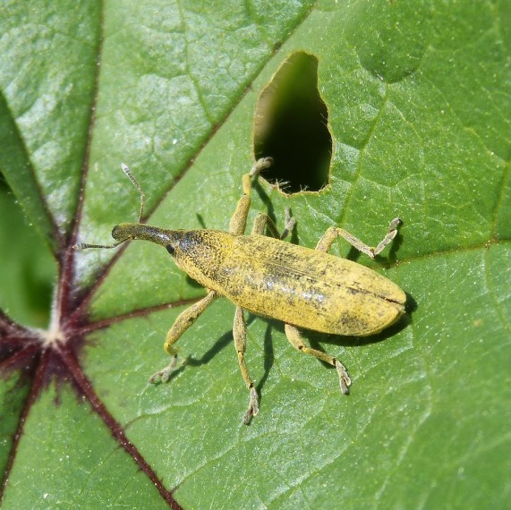 Stored Product Pests