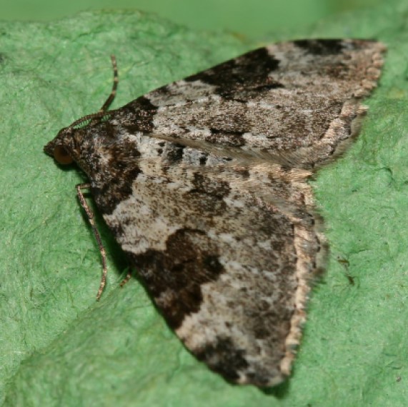 Carpet Moths