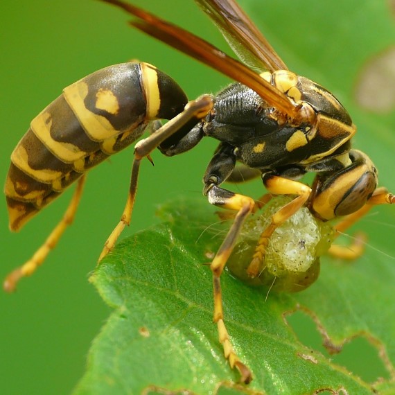 Wasps